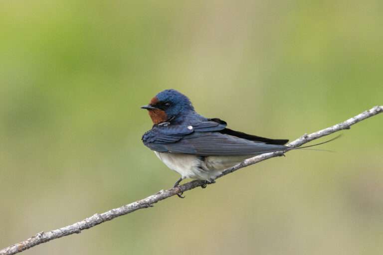 Hirondelle rustique ©Nicolas Bastide