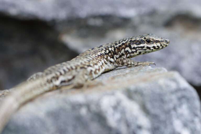 Lézard des murailles ©Nicolas Bastide